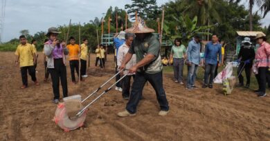 พังงา-โรงเรียนบ้านตากแดดนำเด็กนักเรียนพร้อมเครือข่ายและชุมชน ร่วมสืบสานประเพณีลงแขกน่ำไร่ปลูกข้าวไร่ดอกข่า ข้าวจีไอของจังหวัดพังงา
