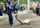 พังงา – ยายวัย 85 ปี เจองูจงอางยักษ์ยาว 4 เมตร ซ่อนใต้ตู้เสื้อผ้า กะจับเองแต่สู้ไม่ไหว เรียกกู้ภัยมาจัดการ