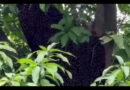 อ่างทอง – อาชีพเสี่ยงแต่เงินดีเข้าป่าตีรังผึ้งป่าโพสต์ขายออนไลน์