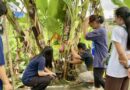 นครนายก – ต้นกล้วยแปลก ออกเครือกลางลำต้น ชาวบ้านเชื่อจะได้โชคใหญ่