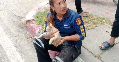 อ่างทอง กู้ภัยพร้อมชาวบ้านช่วยเหลือลูกแมวสีส้มติดอยู่ในท่อน้ำทิ้งนาน2วัน คาดหนีสุนัขมุดลงท่อน้ำทิ้งเดินมาเรื่อย ๆ แล้วโผล่ขึ้นมาแต่ออกไม่ได้ติดเหล็กกั้น ต้องใช้ชะแลงงัดเหล็กตะแกรงเอามือล้วงเข้าไปจับออกมาได้อย่างปลอดภัย ชาวบ้านที่รอลุ้นนำไปเลี้ยงดูแล