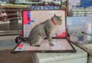 อ่างทอง – พบแล้วน้องมีเงินแมวที่วัยรุ่นลักอุ้มขึ้นรถแอบเอามาส่งคืนที่เดิม ท่ามกลางความโล่งใจและดีใจของทั้งเจ้าของและแม่ค้าในตลาด