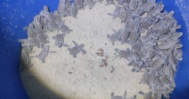 **ลูกเต่ากระรังที่ 23ลืมตาดูโลกวันแรก เจ้าหน้าที่อ่าวสยามเตรียมนำไปอนุบาลก่อนปล่อยคืนสู่ทะเลตามธรรมชาติ**