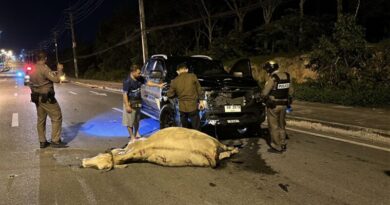 เกิดอุบัติเหตุ รถยนต์กระบะชนแม่วัวท้องแก่ คนขับบาดเจ็บ แม่วัวเสียชีวิตคาที่ พร้อมลูกในท้อง