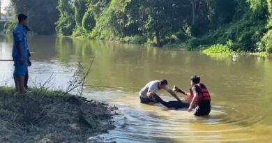 สระแก้ว – วัวเขมร วัวแม่พันธุ์ ตกคลองพรหมโหดจมน้ำตาย เจ้าของเผยเพิ่งคลอดลูกได้ไม่กี่วัน
