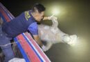 พังงา-เศร้าอีกครั้ง พบซากพะยูนลอยกลางคลองที่เกาะพระทอง ตัวที่23 ของปี2568