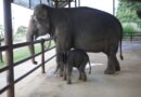 สวนนงนุชพัทยาจัดพิธีรับขวัญลูกช้าง “พลายจอมทอง” เชื่อมสายใยแห่งความผูกพันกับ “น้องข้าวต้ม” ลูกช้างป่าพลัดหลง 