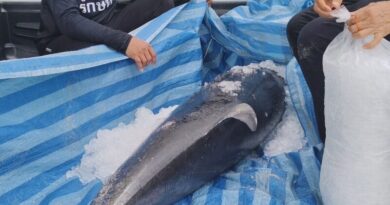 พังงา – สุดเศร้า… พบโลมาลายแถบเกยตื้นตายชายหาดบางสัก ตะกั่วป่า พบมีบาดแผลถลอกเจ้าหน้าที่คาดน่าจะเกิดจากอาการป่วยพร้อมส่งศูนย์วิจัยผ่าพิสูจน์