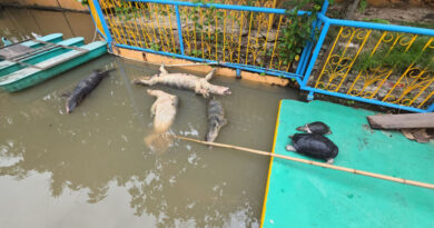 วุ่นทั้งวัด! “วรนุช–เต่า” ตายยกบ่อ คาดถูกไฟช็อตจากปั๊มน้ำพุพญานาค เจ้าอาวาสเรียกกู้ภัยช่วยเก็บซากก่อนนำไปเผา