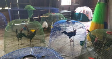 อ่างทอง – หลังน้ำท่วมหมู่บ้านหญิงชาวป่าโมกวัย54ปีขนไก่ชนกว่า200ตัวขึ้นไปเลี้ยงอยู่บนบ้าน