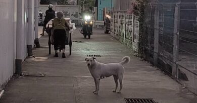 นครนายก – หมาจรแสนรู้ทุกวันหลังเนักเรียนเลิกเรียนพิเศษจะไปส่งนักเรียนลูกตำรวจถึงโรงพักทุกวัน